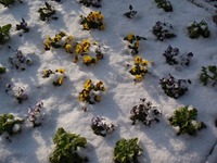 １月１７日　雪の花壇.jpg